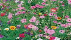 Blumenwiese Serenade